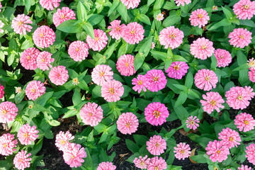 Pink Zinnia elegans flower in the field.