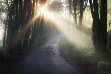 Fototapeta na wymiar Sunbeams falling on the path in summer forest on a foggy morning.