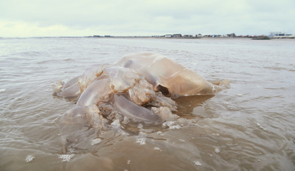 Naklejka premium A washed up giant jelly fish aquatic sea creature, stranded and beached on a gloomy overcast beach setting. Transparent sea creatures ecology and translucent jellies. Dead animals marooned.