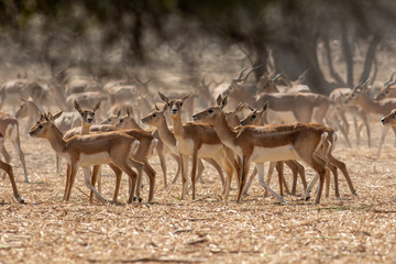 herd of deer