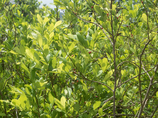 Coca plants in Colombia