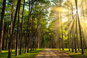 Pine forest with sun light at Bor Keaw public park, Chiang mai, Thailand