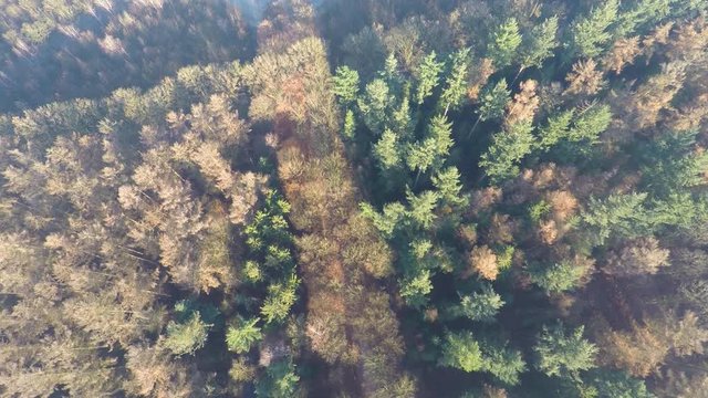High aerial of autumn forest and beautiful pond