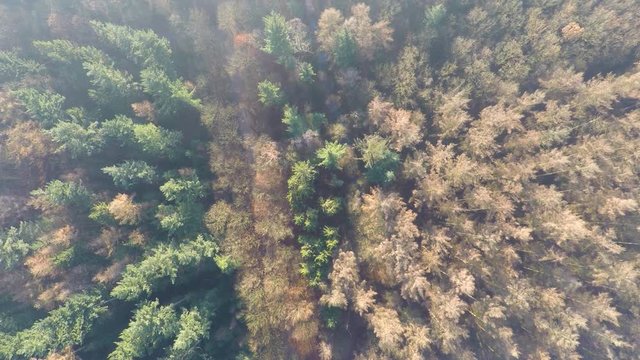 Top down aerial of beautiful forest in autumn