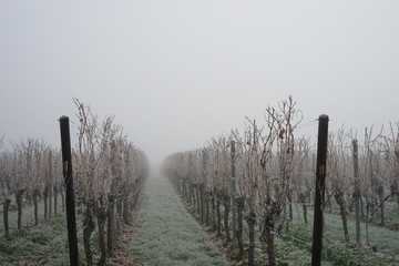 Weingarten im Winter bei Frost und Nebel