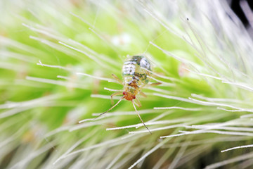 Aphids in nature