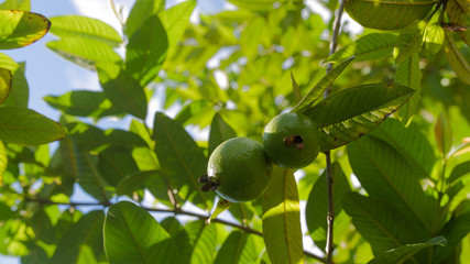 green guavas on a tree