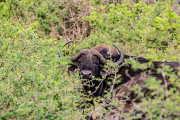 buffalo in field