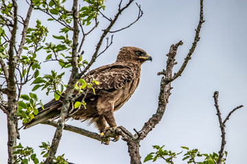 bird on branch