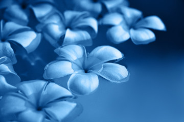 Frangipani plumeria flowers floating in water toned in blue color.