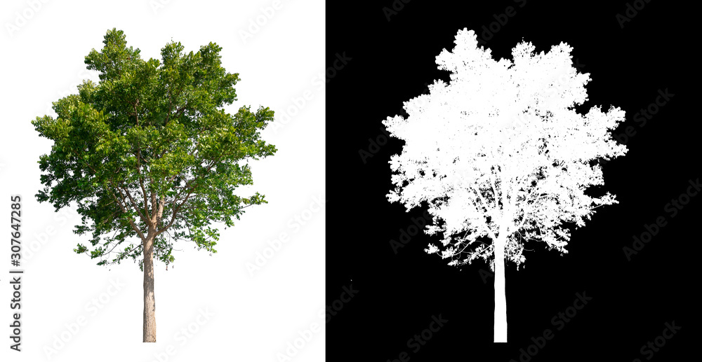 Poster isolated tree on white background with clipping path