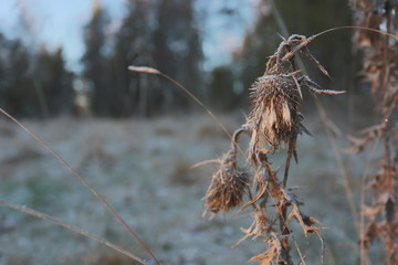 frost thistle