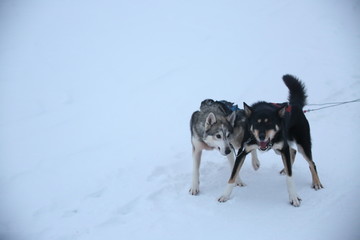 siberian husky in the snow