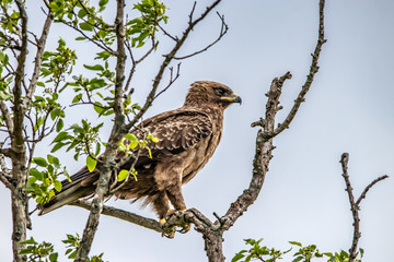 bird on a branch