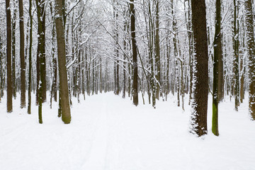 beautiful winter forest and the road