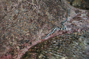 Obraz na płótnie Canvas A poisonous snake crawls on the stone. Striped sea krait (Laticauda colubrina).