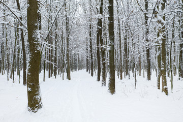 beautiful winter forest and the road