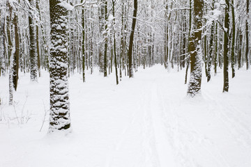 beautiful winter forest and the road