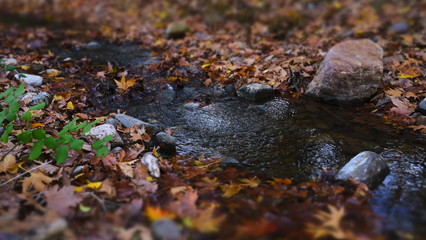 autumn leaves in the water