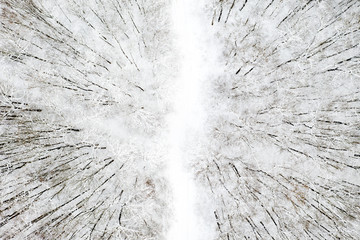 beautiful winter forest and the road