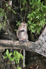 A monkey sits on a tree and looks at the photographer. In the background is a tropical jungle. Wild long-tailed macaque of Krabi province.