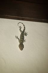 Big Gecko crawling on the wall.