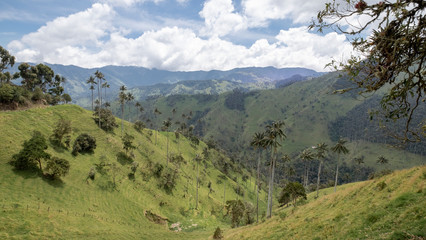 Fototapeta na wymiar Cocora valley, Salento, Colombia