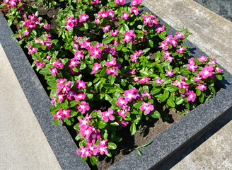 Pink flowers on the tombstone in the public cemetery