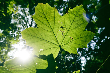 A beautiful vivid green tree leaf with the shadow silhouette of a predator spider and web waiting to attack its prey. Sunny weather with green vegetation. Close up details of animals and leaves.
