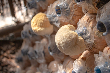 yamabushitake mushroom, lion's mane mushroom growing in mushroom farms in Thailand © huawoon