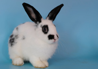 The white rabbit and the black eye, sitting and the blue background