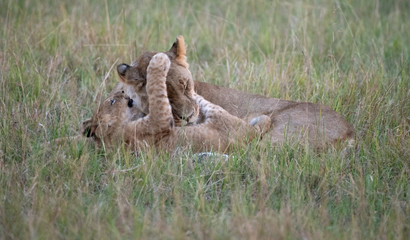 Lioness playing with cub