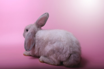 The white rabbit and long ears sit back to the back on a pink background.