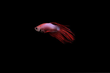 Obraz premium Thai betta fish on red and white body on a black background
