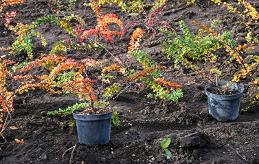 Plants ready to planting in autumn time