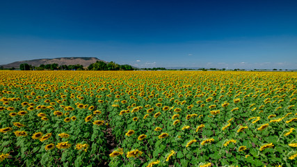 Sunflower field and blue sky background