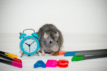 Gray rat or mouse sitting with a blue alarm clock, letters abc, colored pens on a white background...
