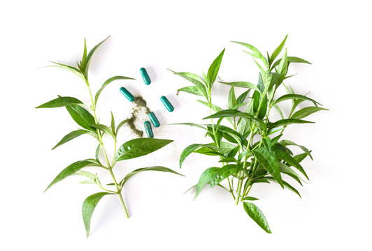  kariyat herb plant and capsule on white background. top view