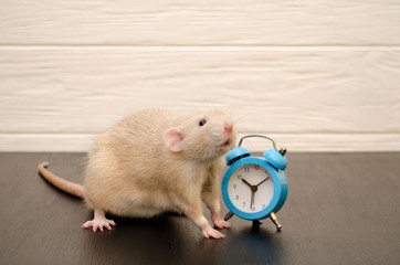 White rat or mouse sitting with a blue retro alarm clock on a black and white background. The concept of time, morning, deadline, new year with copyspace