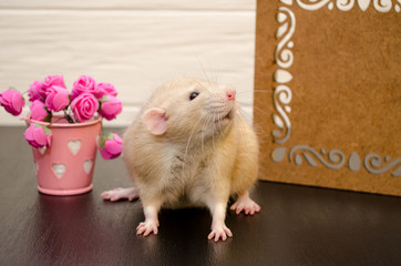 White rat sits near a beautiful openwork wooden stand with a bucket of pink rose flowers, on black and white wooden background. Picture for a greeting card.