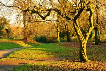Late Autumn in the park.