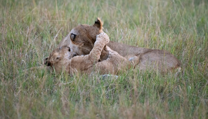 lioness and cub