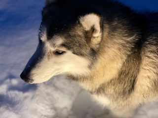 Smart Siberian husky dog portrait standing on snow in winter forest.