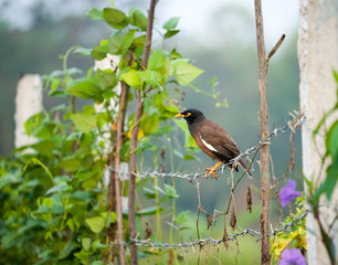 ACRIDOTHERER TRISTIS