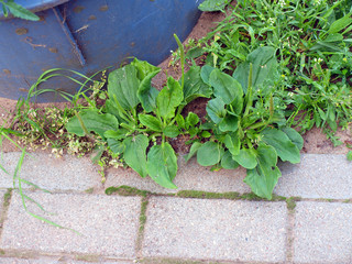 Plantain major