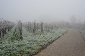 Weinbergweg bei Frost und Nebel