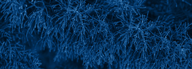 Classical blue fir tree winter christmas background. Branches texture. Color of 2020