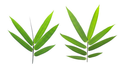 bamboo leaves isolated on a white