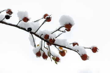 Tree branch brown in snow on white background