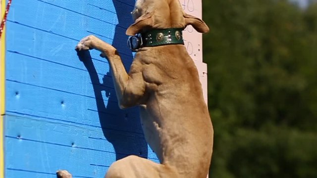 sports dog jumping wall, dog breed American pit bull Terrier red in spots